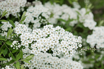Natural background from a branch in bloom bush of Spiraea Vanhouttei with white flowers in spring.