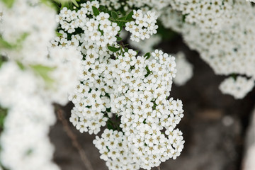 Natural background from a branch in bloom bush of Spiraea Vanhouttei with white flowers in spring.