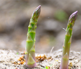 Green asparagus plant growing on field ready to harvest