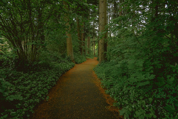 Fototapeta premium Path through forest in Washington State, Pacific Northwest United States