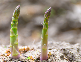 Green asparagus plant growing on field ready to harvest