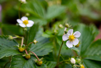 Spring blossom of wild strawberry plants in forest