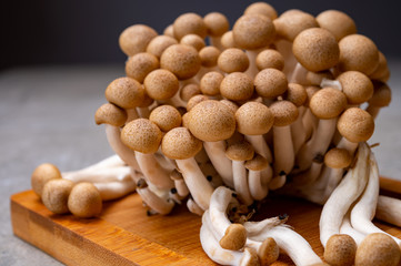 Fresh buna brown shimeji edible mushrooms from Asia, rich in umami tasting compounds such as guanylic and glutamic acid