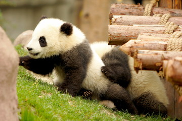 panda bear in tree