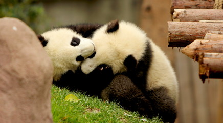 Fototapeta premium Giant panda playing with sibling