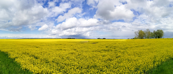 Yellow blooming rapes field landscape during springtime