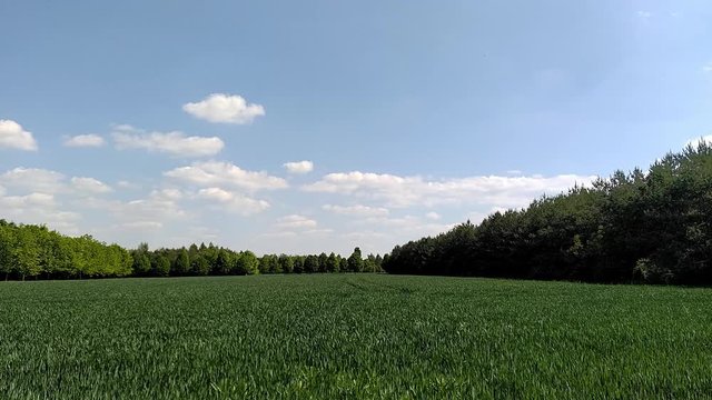 Green wheat field in spring surrounded by trees motion at the edge of Prague