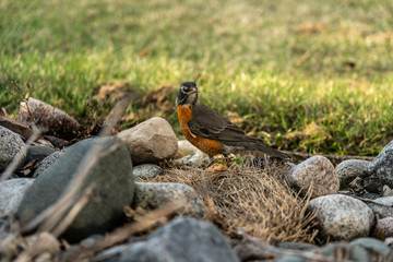 Robin Collecting Grass For Nest