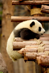 giant panda playing