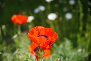 Fototapeta premium Close up of isolated red oriental poppy flower blossom (papaver Orientale) with green bokeh background