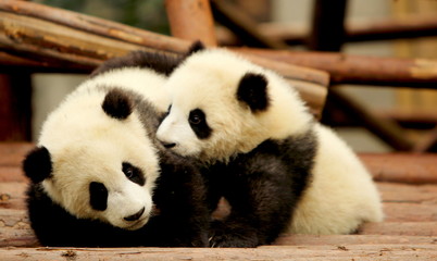 giant panda playing with brother