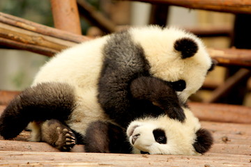 giant panda playing with sibling