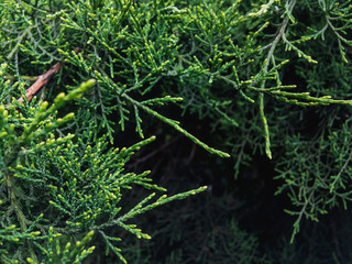Fototapeta premium Evergreen Cypress. Beautiful textured image of cypress branches. Background coniferous image.