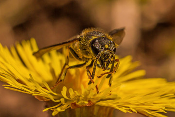beautiful wasp collects nectar on a dandelion flower
