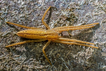 large spider sits motionless in ambush