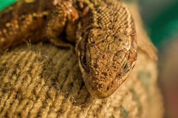 a beautiful lizard basks in the palm of your hand on a warm spring day