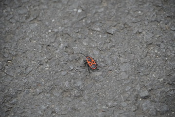 bug on the  asphalt