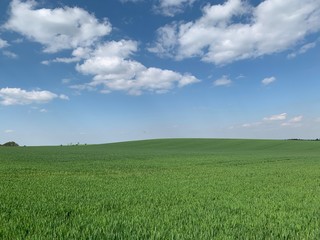green field and blue sky