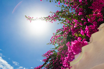 Beautiful bougainvillea from a Mediterranean town on a sunny day. Menorca. (balearic islands, spain)