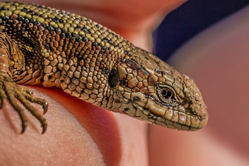 a beautiful lizard basks in the palm of your hand on a warm spring day