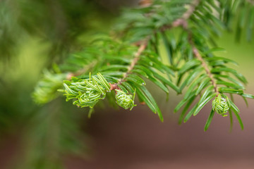 Close up of a branch of a Greek fir (Abies cephalonica)