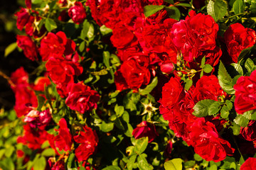 Bunch of red rose flower on bush, sunny day.