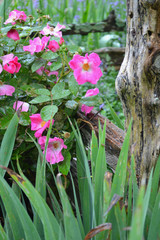 Pink rose shrub and iris leaves by split rail fence in a garden