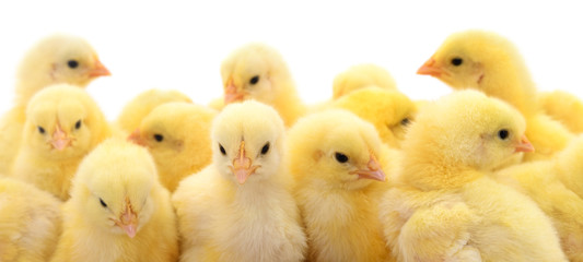 A texture of Baby domestic Chickens.