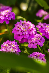 Purple flowers with green leaves in sunny spring day