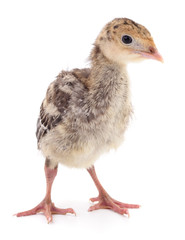 Chicken turkey isolated.