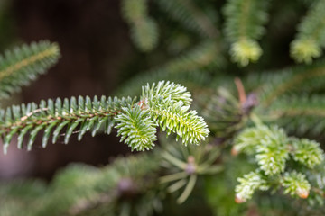 Abies Pinsapo branches in a nice garden