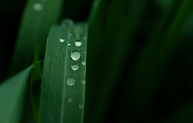 transparent water drops on dark green grass photographed close up 