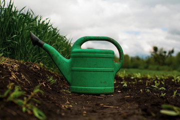 green watering can on the field with green seedlings and wheat