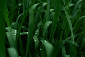 transparent water drops on dark green grass photographed close up 