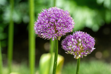 The flower of the Allium Giganteum (Giant Allium or Giant Onion)