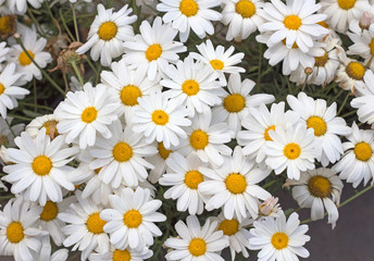 a combination of natural white daisies