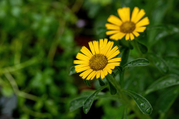 Gold Coin Daisy - Latin name - Asteriscus maritimus (Pallenis maritima)