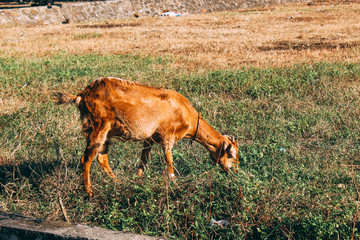 Goat with grass