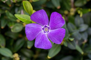 Macro of a violett vincra