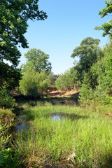 Fototapeta premium Pond in Rambouillet forest. Rochefort-en-Yvelines