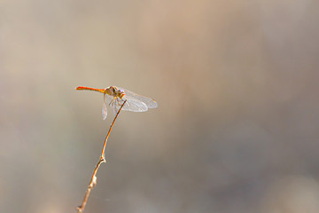 Red-veined Darter on a brnch in a mediterrenean meadow