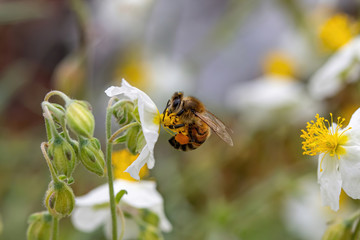 Close-up detail of a honey bee apis collecting pollen from flower in garden