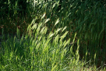 young green grass on a background of dark green
