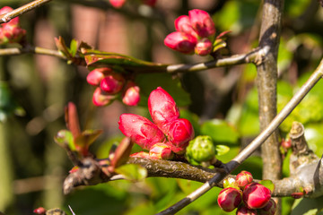 Macro of the red bud of a Chaenomeles