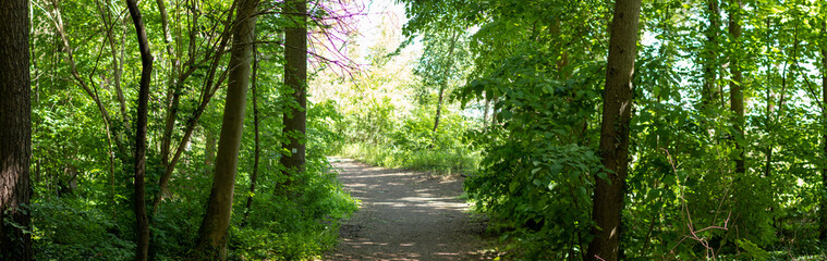 Fototapeta na wymiar walkway through forest in springtime