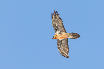 Bearded vulture flying over a pyrenean mountain ridge