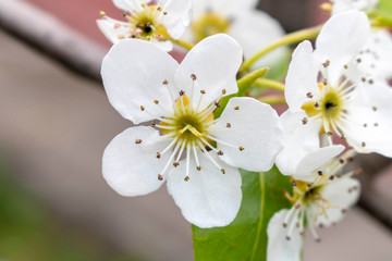 Blooming pear tree in spring. Close up. Selective focus.