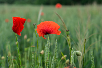 green field and some bright poppy flowers