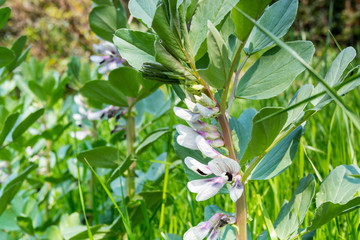 Flower of Vicia faba, or broad bean, fava bean, or faba bean, is a species of flowering plant in the pea and bean family Fabaceae.