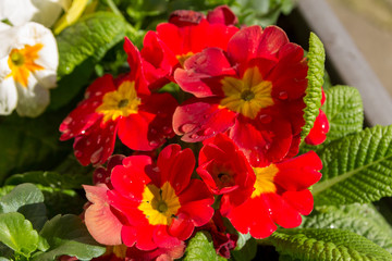 Macro of a couple of red primula blossoms